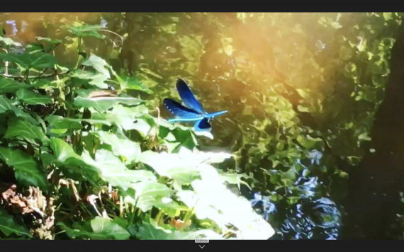 libellule bleue rivière